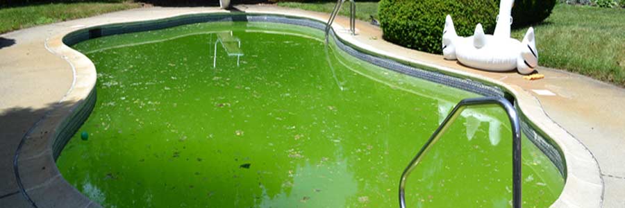 Como eliminar algas de la piscina